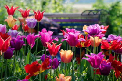 Tulip 'Dordogne',Tulip 'Negrita',Tulip 'Purple Dream',Tulip 'Shirley',Tulip 'Yonina'